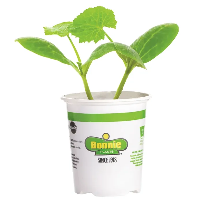 Bonnie Plants Squash Spaghetti