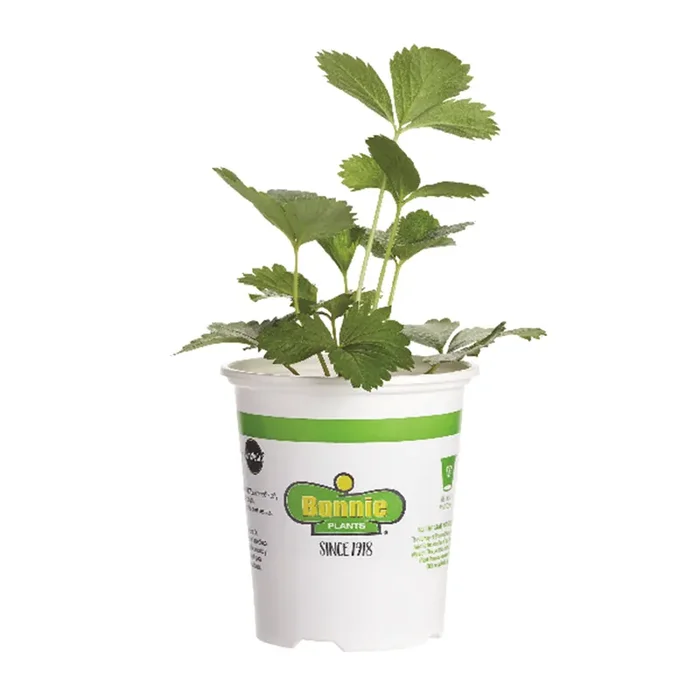 Bonnie Plants Strawberry-Ozark Beauty