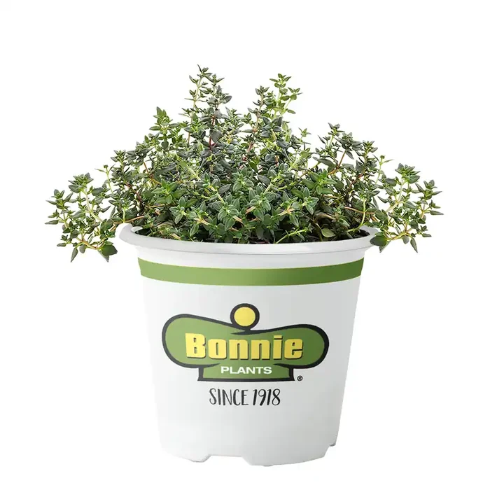 Bonnie Plants Thyme-German
