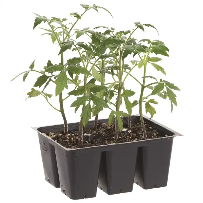 Bonnie Plants Tomato – Arkansas Traveler