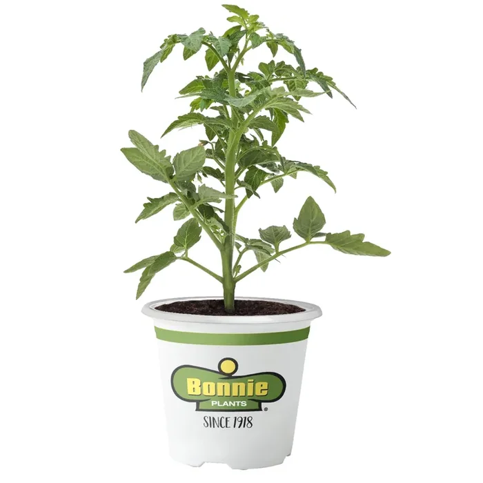 Bonnie Plants Tomato – Pink Brandywine