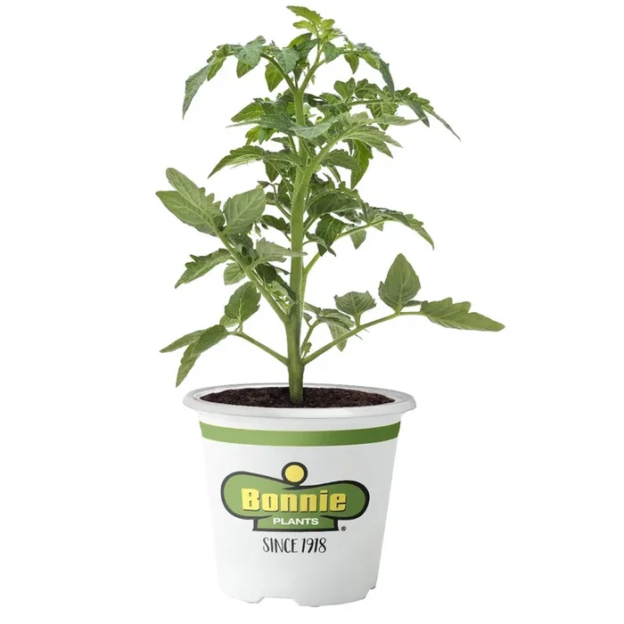 Bonnie Plants Tomato Black Prince