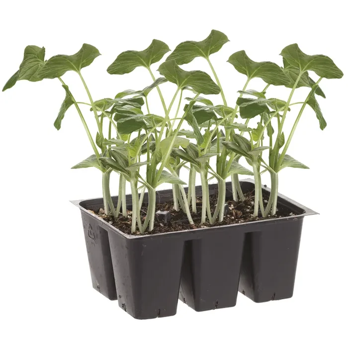 Bonnie Plants Watermelon – Jubilee