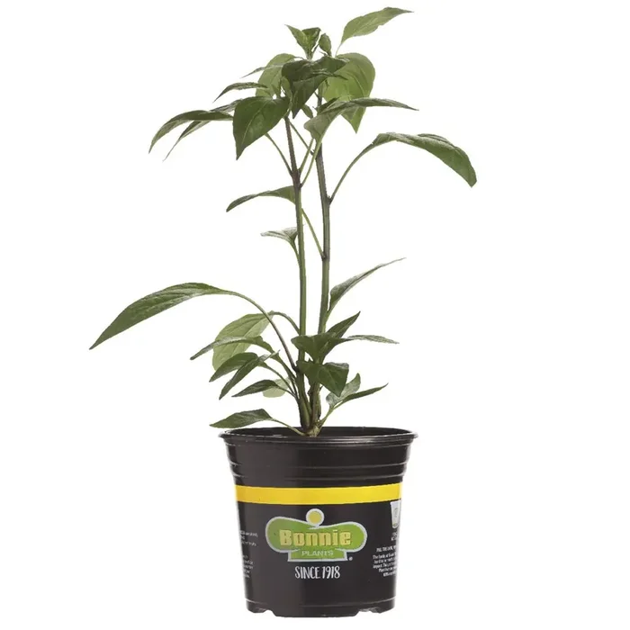 Bonnie Red Bell Pepper Gallon