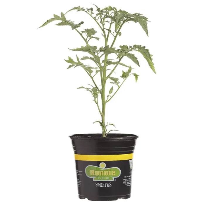 Bonnie Solar Fire Tomato Gallon