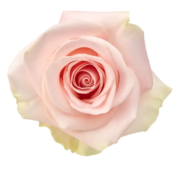 Bouquet 50 Cm Light Pink Rose