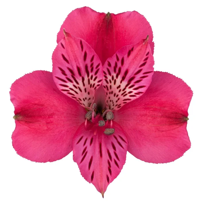 Bouquet Alstroemeria Hot Pink