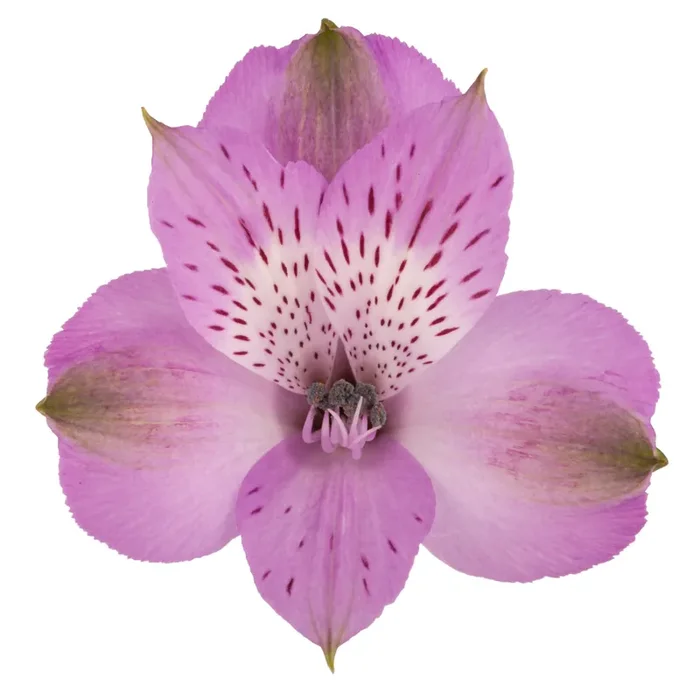 Bouquet Alstroemeria Lavender