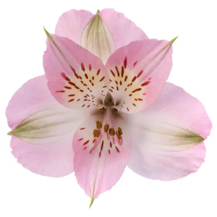 Bouquet Alstroemeria Pink