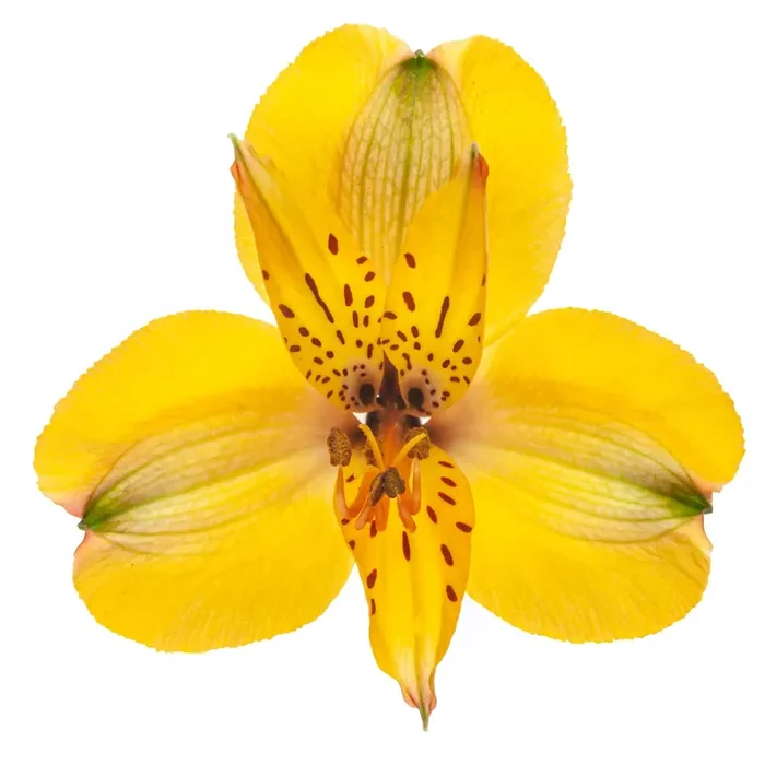 Bouquet Alstroemeria Yellow