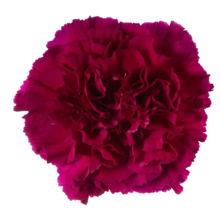Bouquet Carnation Purple