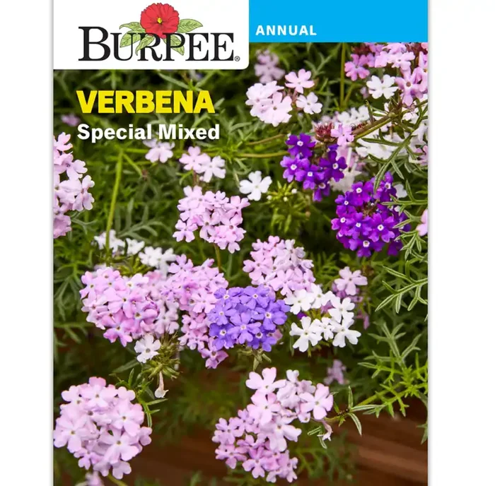 Burpee Per Verbena Special Mixed