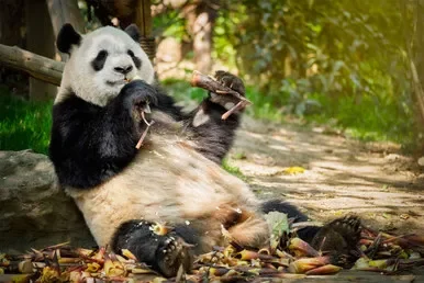 China Wild Panda Adventure 2026