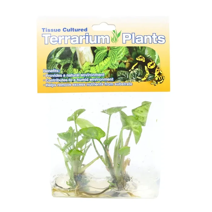 Complete Aquatics System Tissue Cultured Terrarium Plants