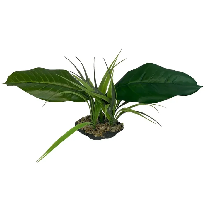Crespi Ranch Komodo Dragon Woodland Plant