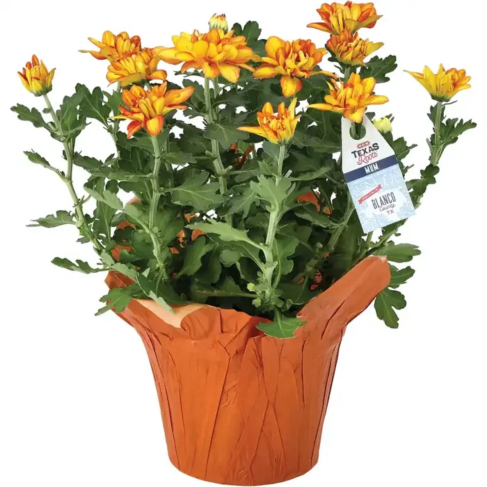 Floral 6.5‘‘ Pelee Mum