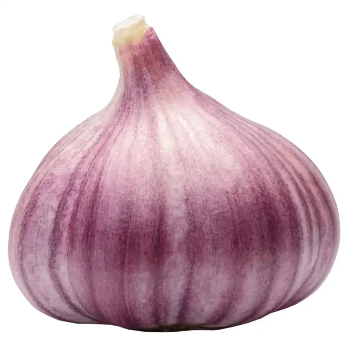 French Purple Garlic