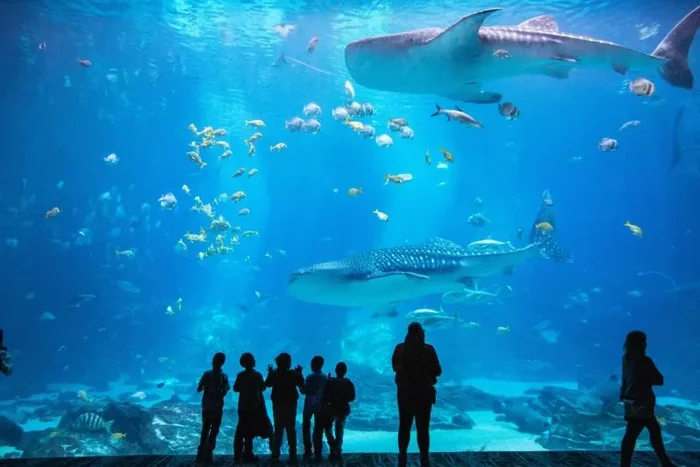 Georgia Aquarium Diving with Whale Sharks