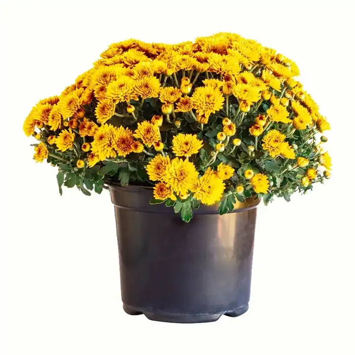 Heimos 8 Hardy Mum Orange