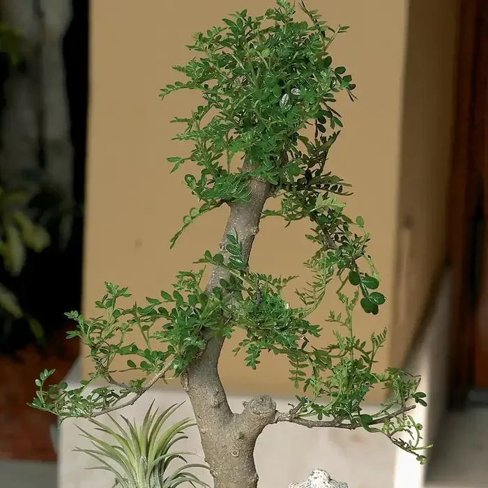 Lowe‘s Bonsai House plant in