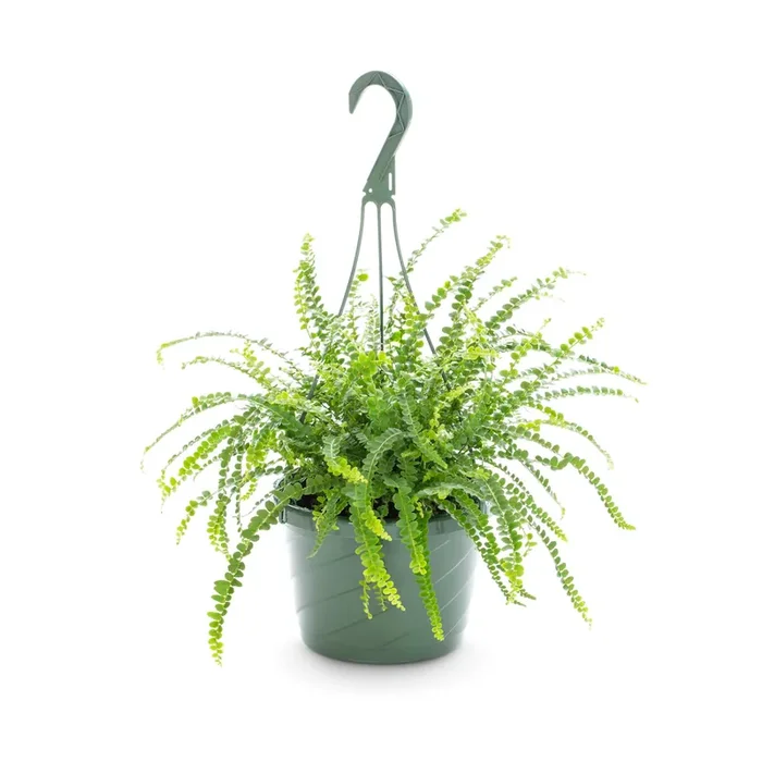 Lowe‘s Fern in 3.20 Quart(s) Hanging basket