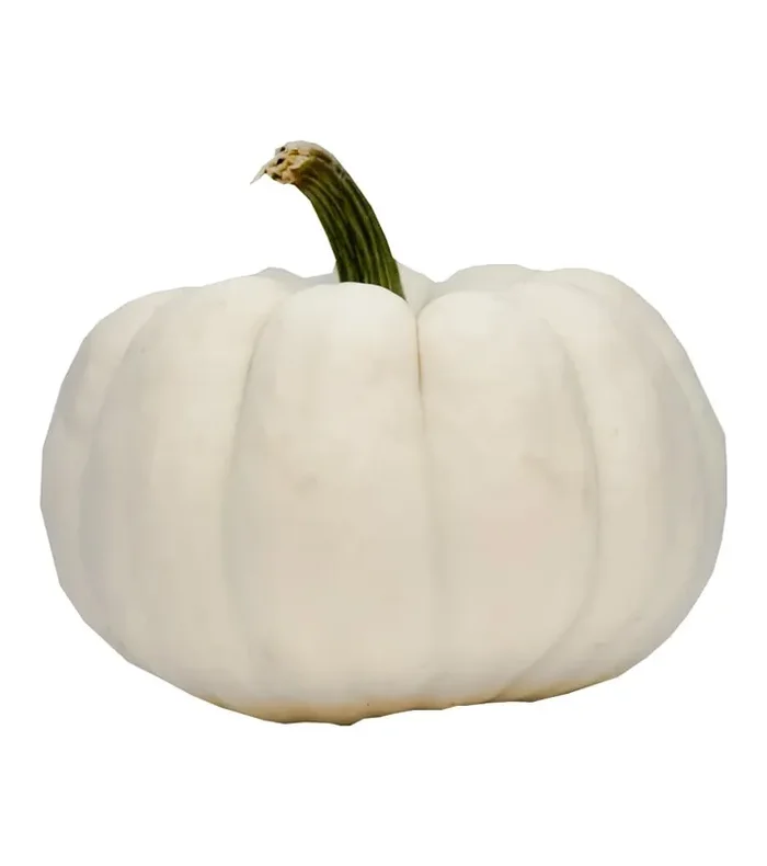 OGX Pumpkins- Large