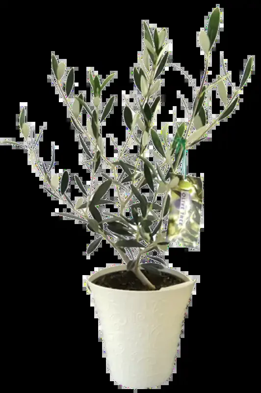 Olive Tree In Colorful Pot