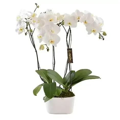 Orchid Double Phal Garden – EA