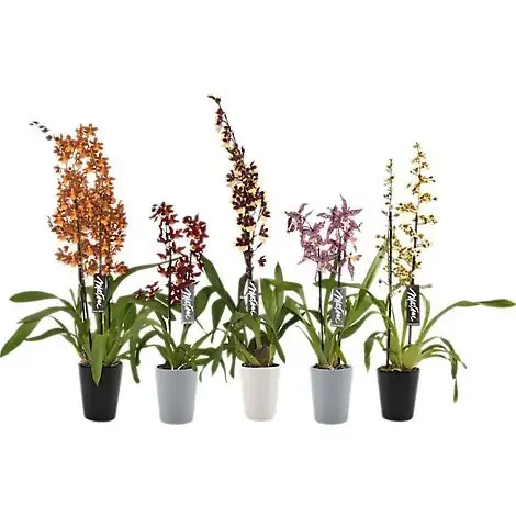 Orchid Exotic Asst In Ceramic – EA
