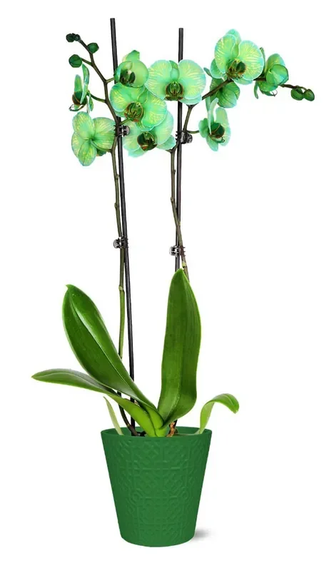 Orchid Green Watercolor in Ceramic