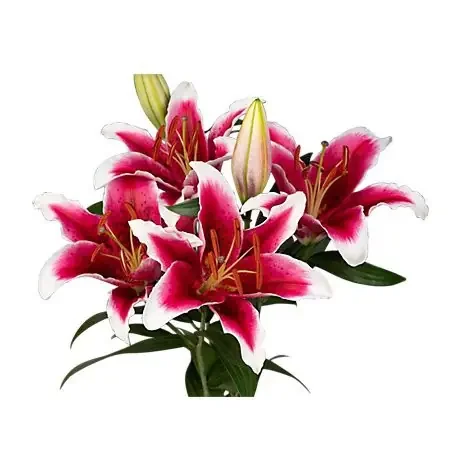 Oriental Lily – Each